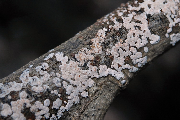 Xylobolus frustulatus?